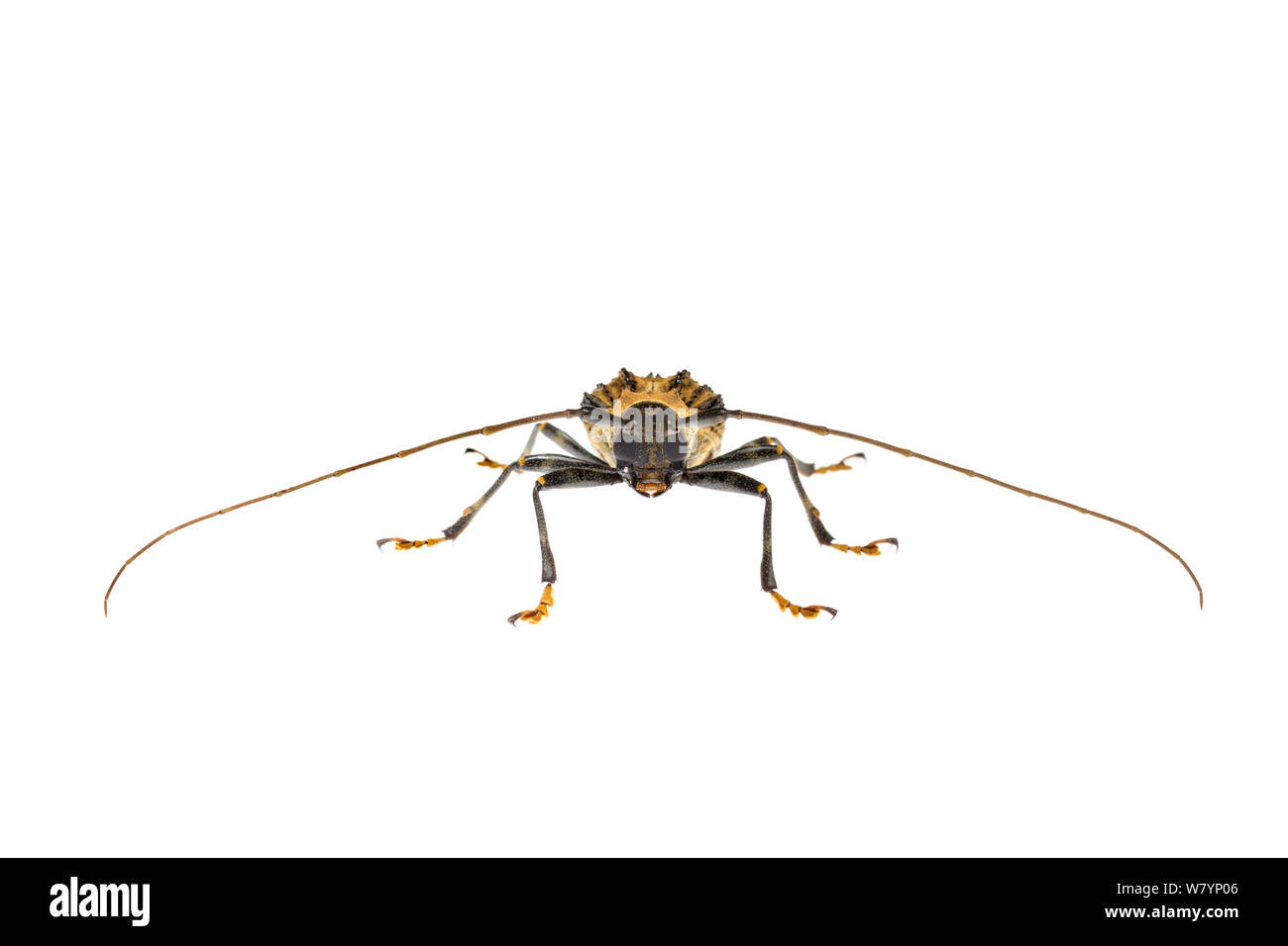 Longhorn beetle (Polyrhaphis peruana), Jatun Sacha Biological Station, Napo province, Amazon basin, Ecuador, March. meetyourneighbours.net project Stock Photo