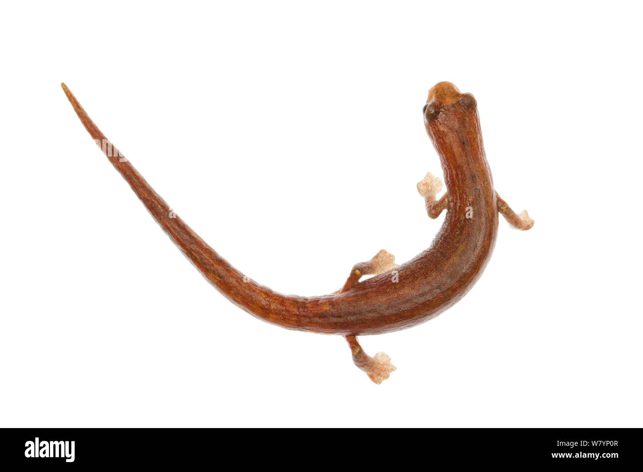 Peruvian climbing salamander (Bolitoglossa peruviana), Jatun Sacha Biological Station, Napo province, Amazon basin, Ecuador, March. meetyourneighbours.net project Stock Photo