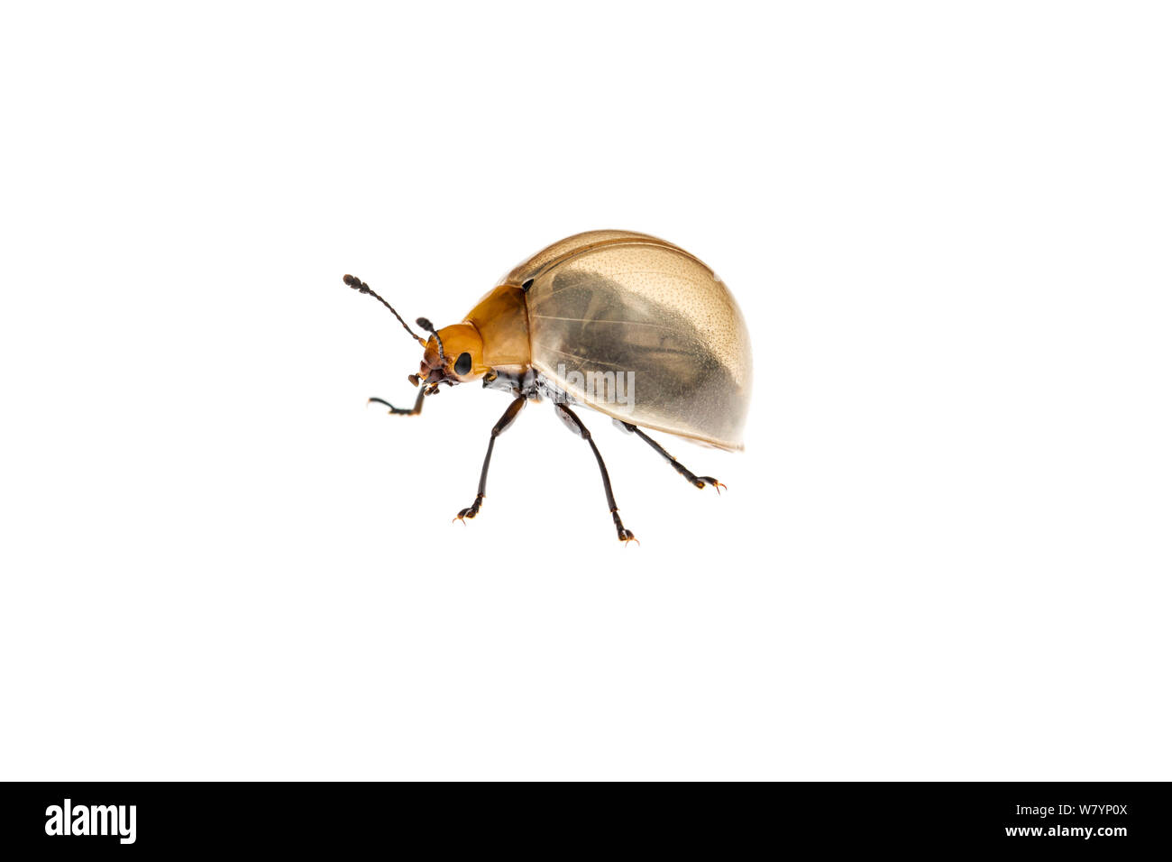 Pleasing fungus beetle (Aegithus sp), Mindo, Ecuador, March. The elytra are transparent and show the wings and abdomen beneath. meetyourneighbours.net project Stock Photo