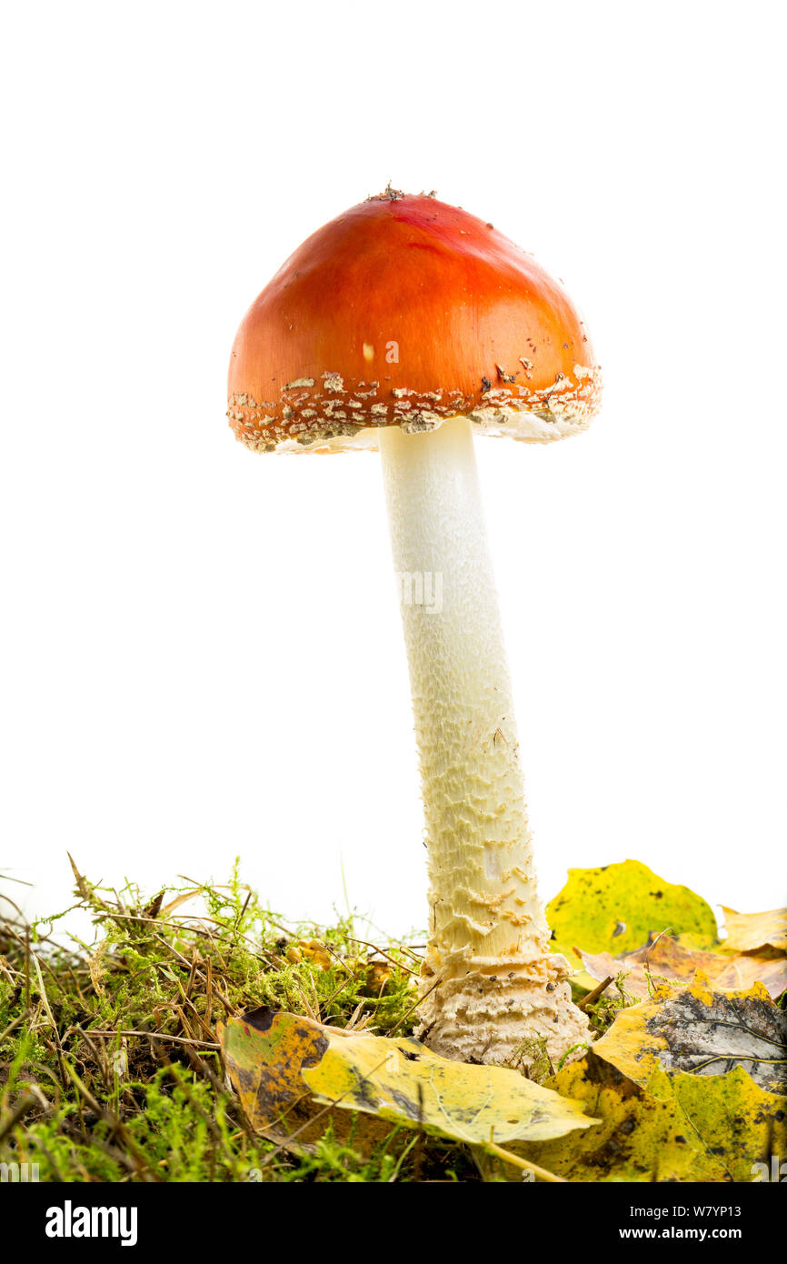 Fly agaric (Amanita muscaria), Maine-et-Loire, Loire-Anjou-Touraine Natural Park, France, October. meetyourneighbours.net project Stock Photo