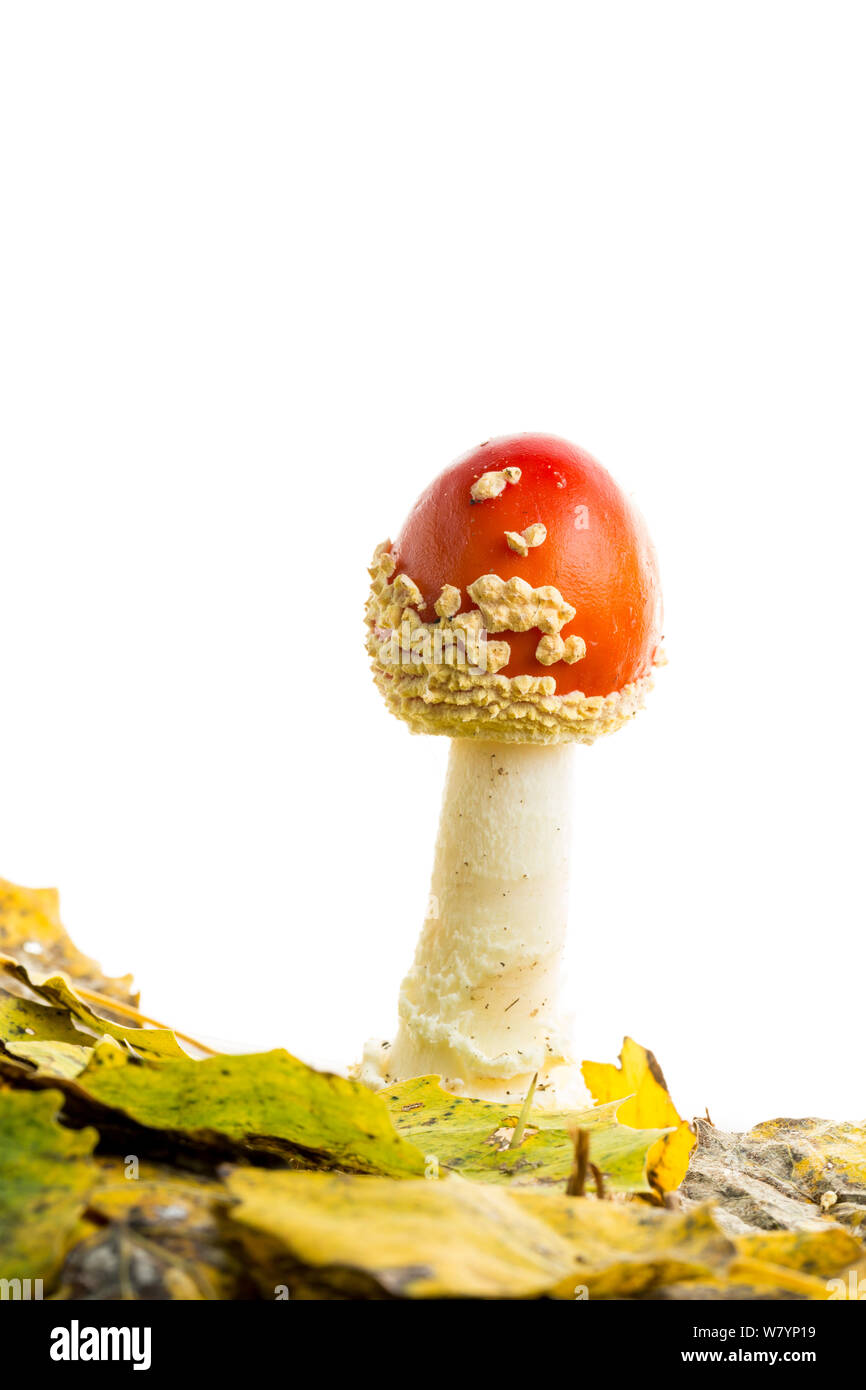 Fly agaric (Amanita muscaria), Maine-et-Loire, Loire-Anjou-Touraine Natural Park, France, October. meetyourneighbours.net project Stock Photo