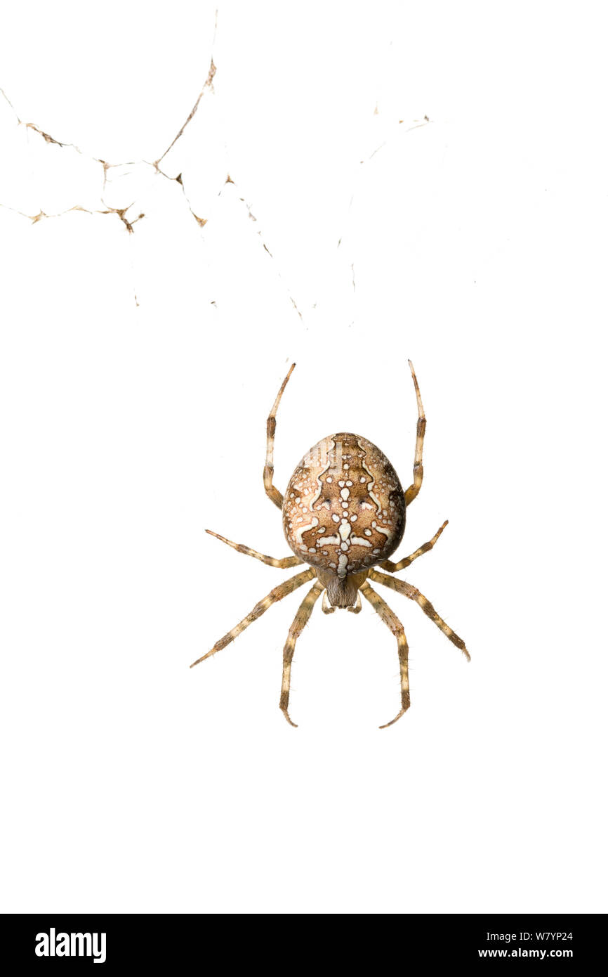 Garden spider (Araneus diadematus), Maine-et-Loire, France, September. meetyourneighbours.net project Stock Photo