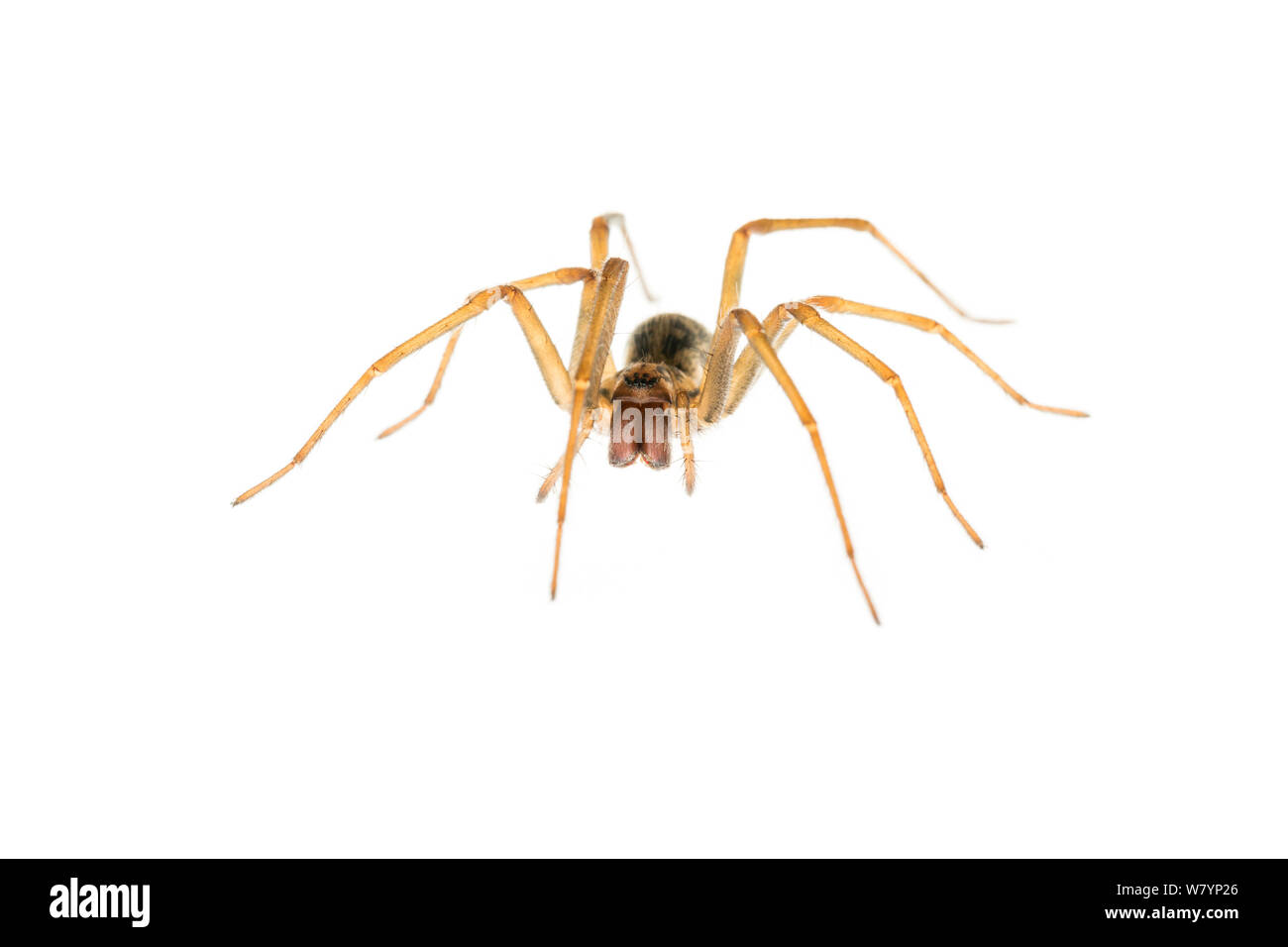 House spider (Tegenaria sp) female, Maine-et-Loire, France, September. meetyourneighbours.net project Stock Photo