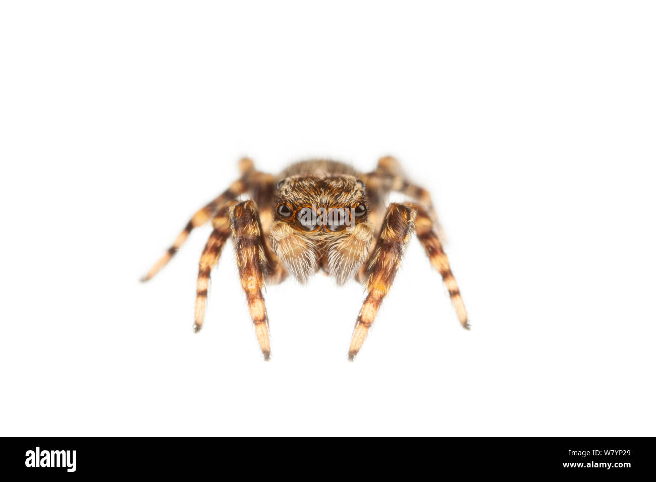 Jumping spider (Pseudeuophrys erratica) juvenile male, Maine-et-Loire, France, September. meetyourneighbours.net project Stock Photo