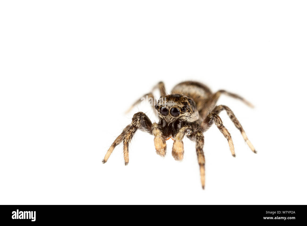 Zebra spider (Salticus scenicus), Maine-et-Loire, France, October. meetyourneighbours.net project Stock Photo