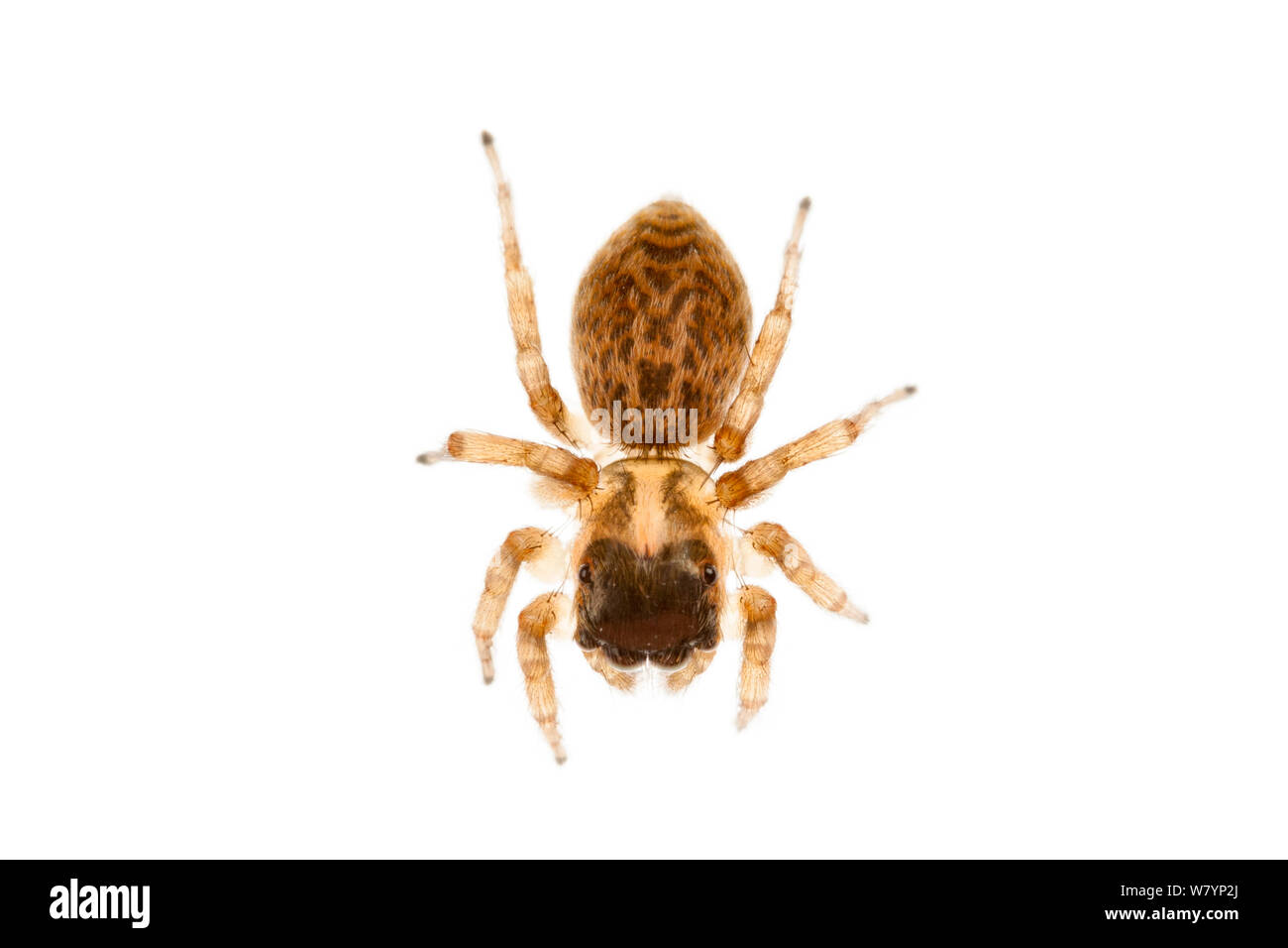 Jumping spider (Saitis barbipes) female, Maine-et-Loire, France, September. meetyourneighbours.net project Stock Photo