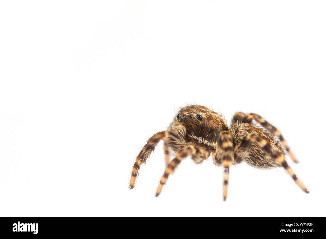 Jumping spider (Pseudeuophrys erratica) juvenile male, Maine-et-Loire, France, September. meetyourneighbours.net project Stock Photo