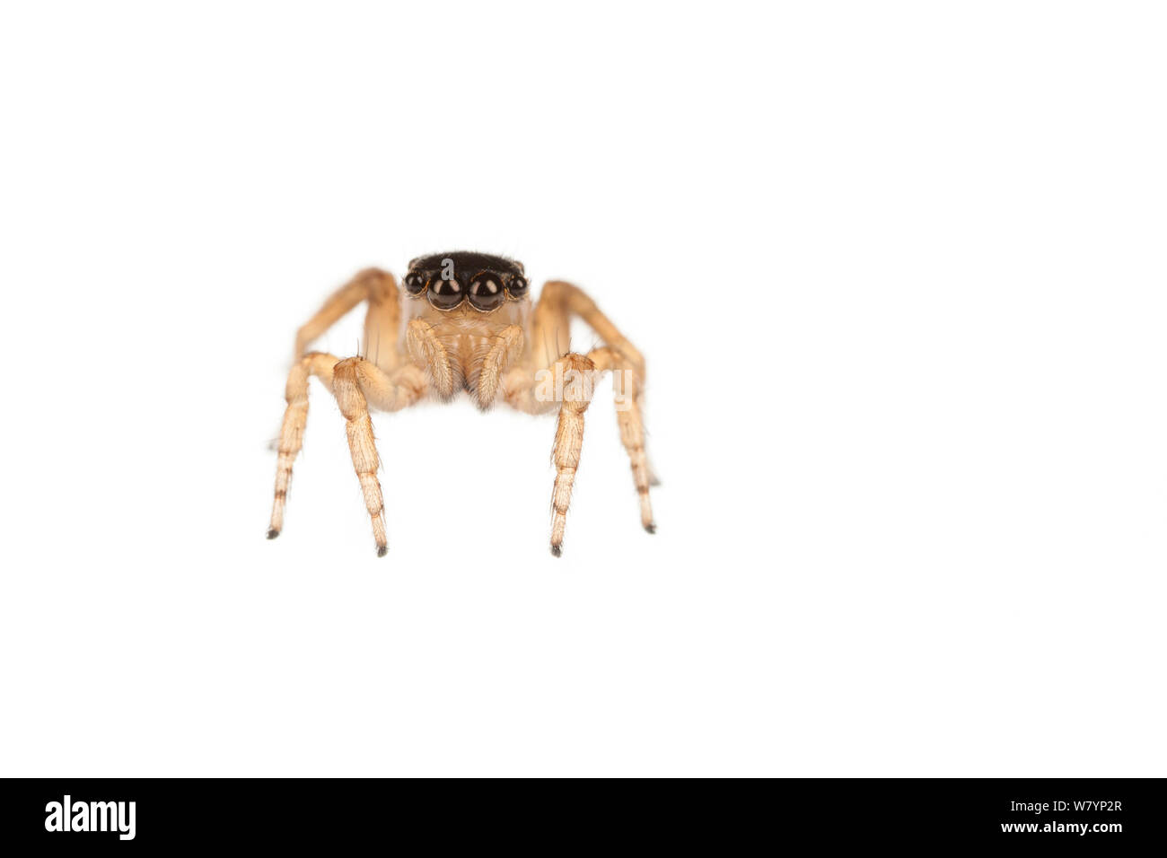 Jumping spider (Saitis barbipes) female, Maine-et-Loire, France, September. meetyourneighbours.net project Stock Photo