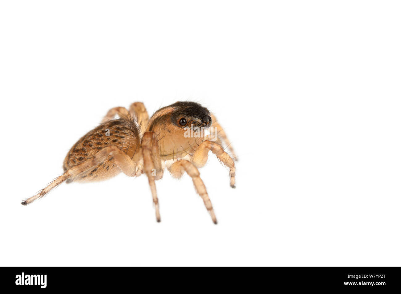 Jumping spider (Saitis barbipes) female, Maine-et-Loire, France, September. meetyourneighbours.net project Stock Photo