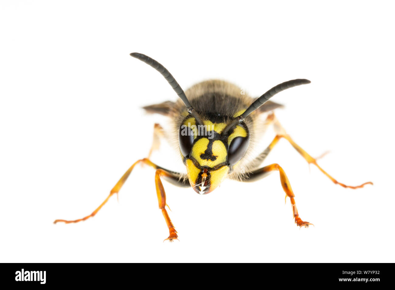 Common wasp (Vespula vulgaris), Maine-et-Loire, France, November. meetyourneighbours.net project Stock Photo