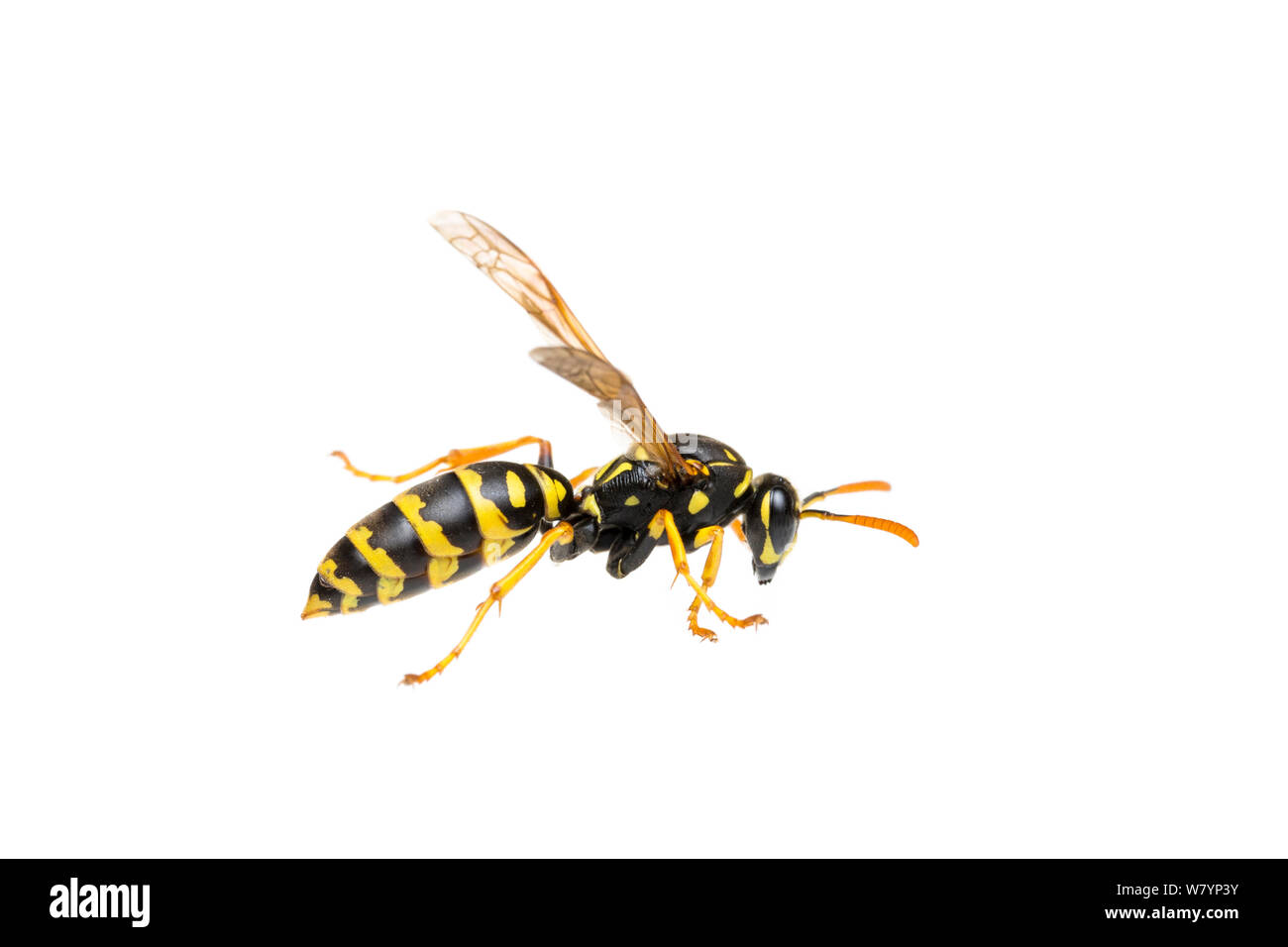 Paper wasp (Polistes gallicus), Maine-et-Loire, France, October. meetyourneighbours.net project Stock Photo