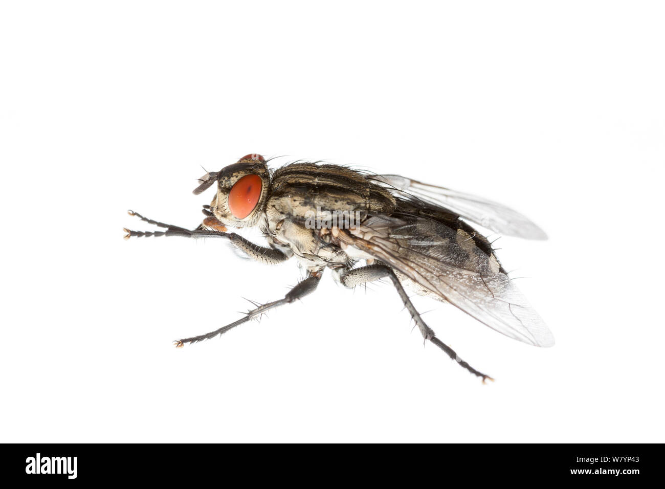 Flesh fly (Sarcophaga carnaria), Maine-et-Loire, France, September. meetyourneighbours.net project Stock Photo