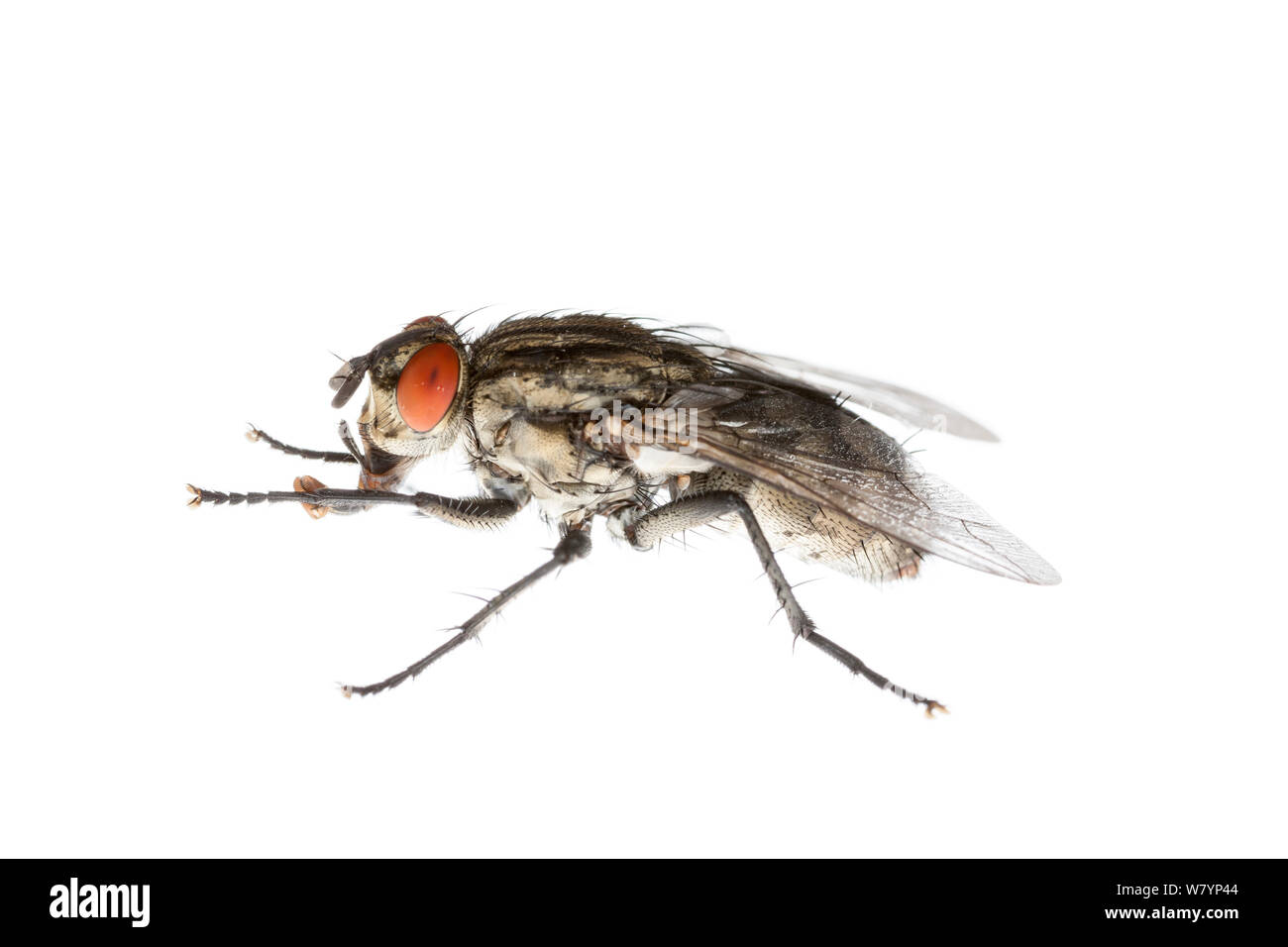 Flesh fly (Sarcophaga carnaria), Maine-et-Loire, France, September. meetyourneighbours.net project Stock Photo