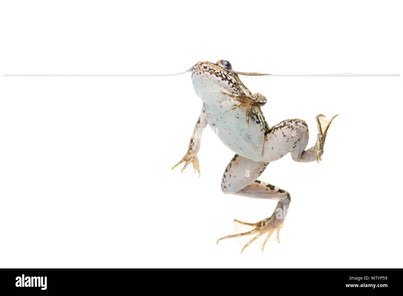 Frog (Pelophylax sp) in water, Maine-et-Loire, France, September. meetyourneighbours.net project Stock Photo