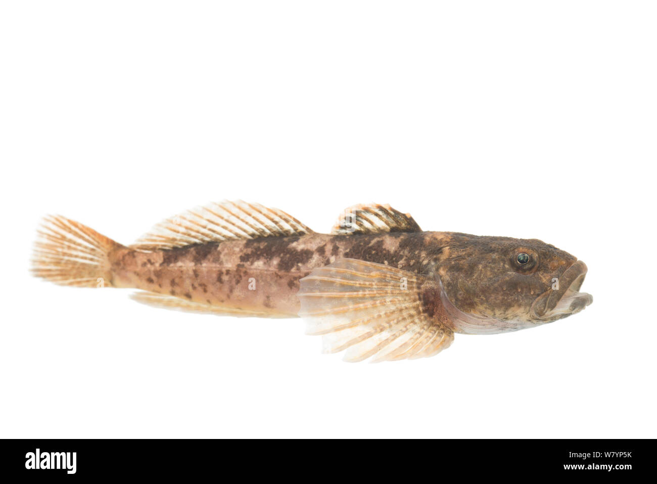 Paiute Sculpin