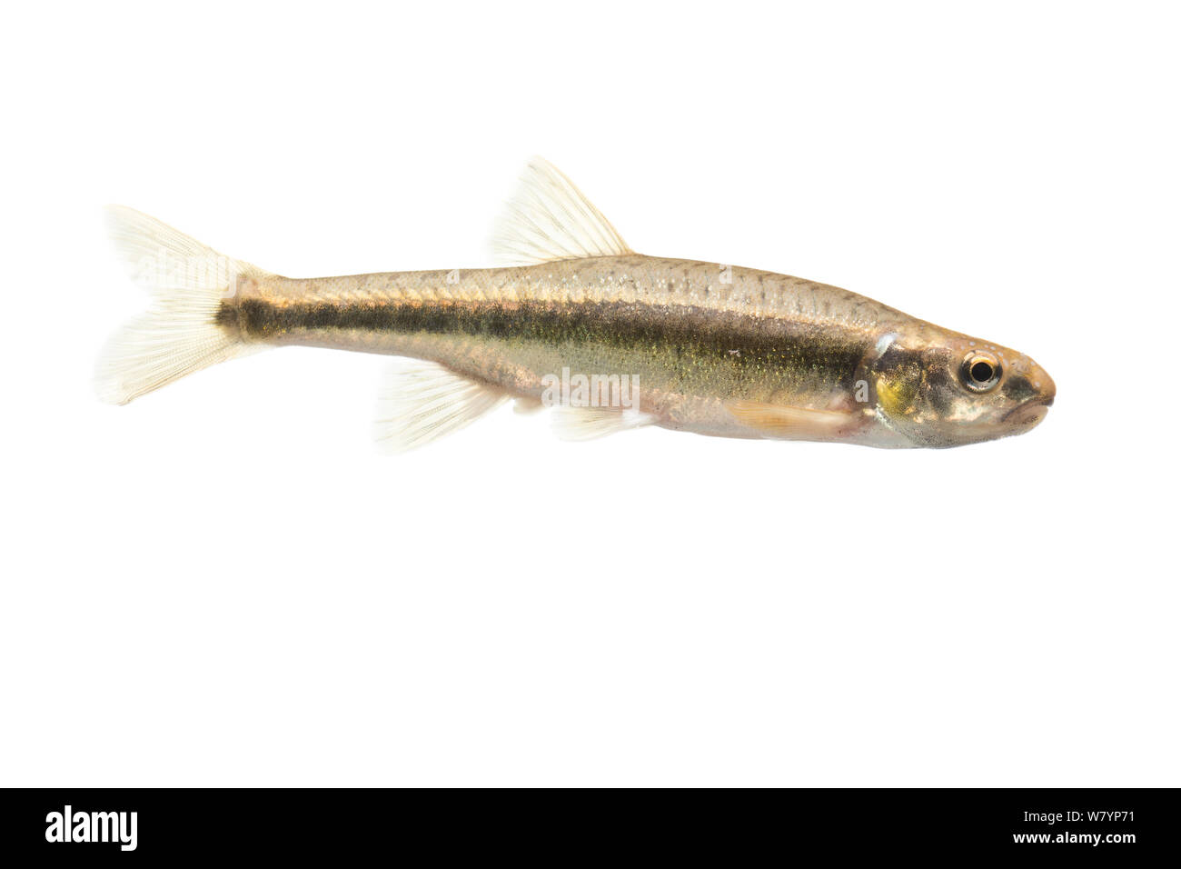 Know Your Pond Life: A Minnow is a Minnow, or is it? - American Sport Fish
