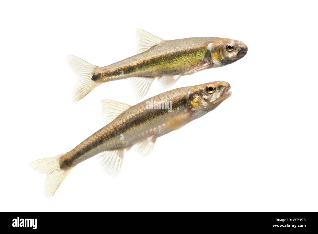 Common minnow (Phoxinus phoxinus) males, The Netherlands, May. meetyourneighbours.net project Stock Photo