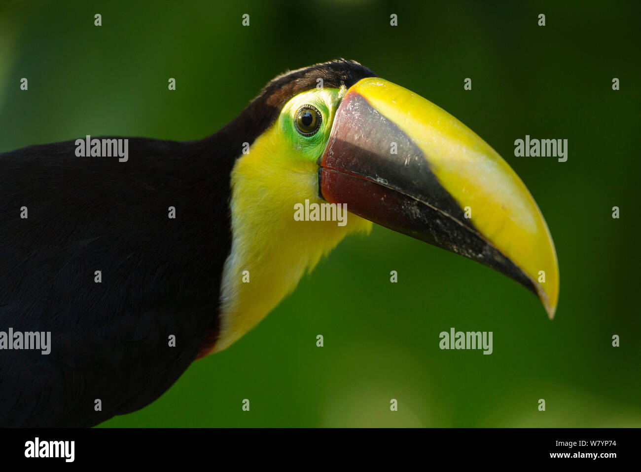 Chestnut-mandibled toucan (Ramphastos swainsonii) portrait, Atlantic coastal jungle, Laguna del Lagarto, Costa Rica, Central America, January. Stock Photo