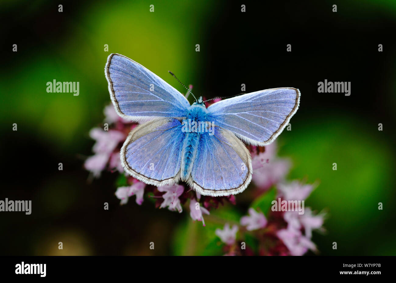 Common blue butterfly (Polyommatus icarus) feeding from wild Marjoram (Origanum majorana), North Downs. Surrey, UK, August. Stock Photo