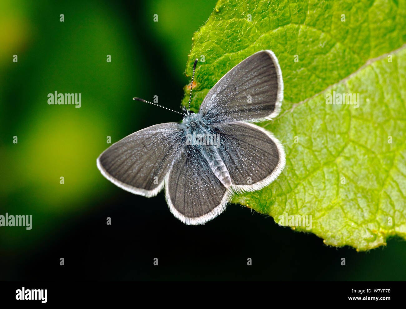 Male Small blue butterfly (Cupido minimus) resting on a leaf, Surrey, England, UK, June. Stock Photo
