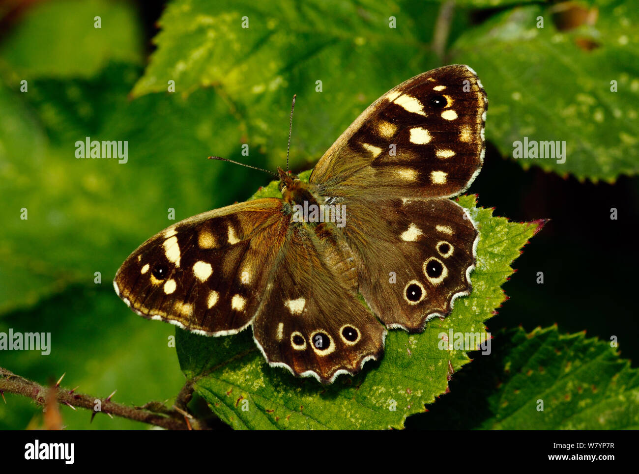 Speckled wood butterfly (Pararge aegeria) resting on bramble leaf, South-west London, UK Stock Photo