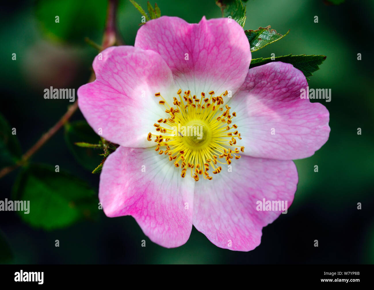 Dog rose flower (Rosa canina) London, UK, May. Stock Photo