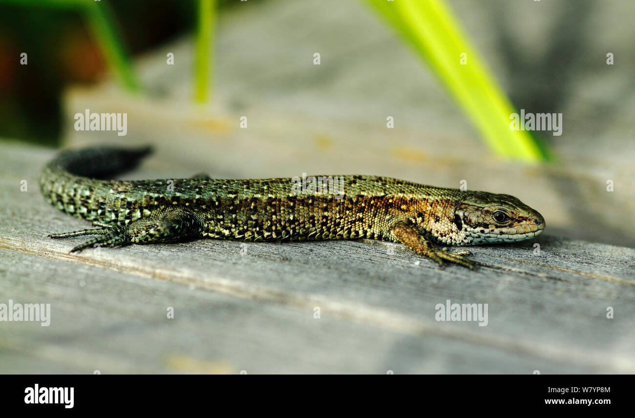 Common Lizard (Lacerta vivipara) basking on boardwalk, Thursley Common National Nature Reserve, Surrey, UK, July. Stock Photo