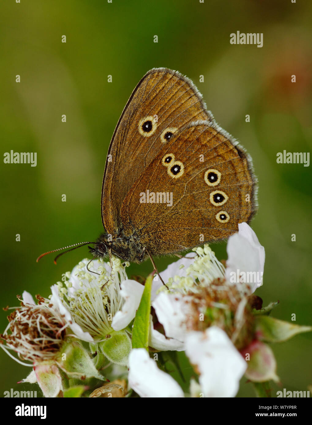 Ringlet butterfly (Aphantopus hyperantus) feeding from Bramble flowers. Wimbeldon Common, SSSI, London, UK, July. Stock Photo