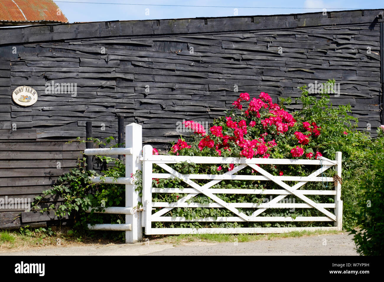 Bury Farm sign on wooden shingled structure, with white horizontal gate & overgrown hot pink flower bush. Edwarebury Lane, Edgware, Greater London. Stock Photo