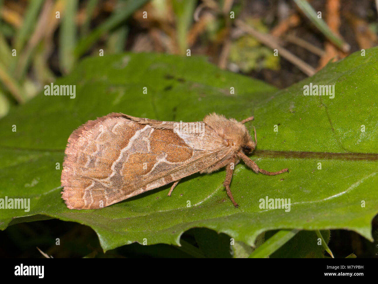 Common swift moth (Hepialus lupulinus) on leaf, Wiltshire, UK, August. Stock Photo