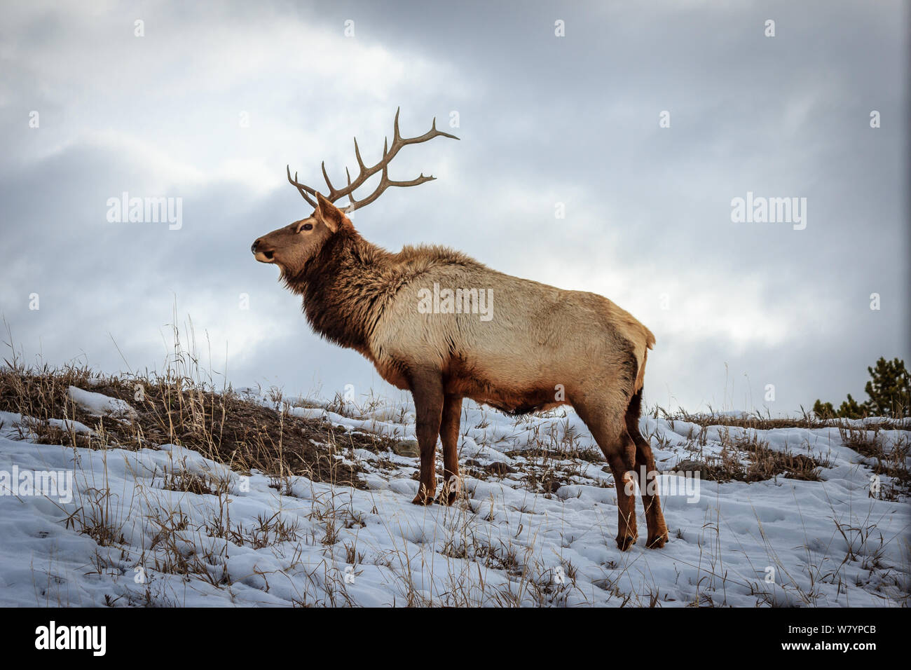 A bull elk raises his head momentarily to give me 'the eye' Stock Photo