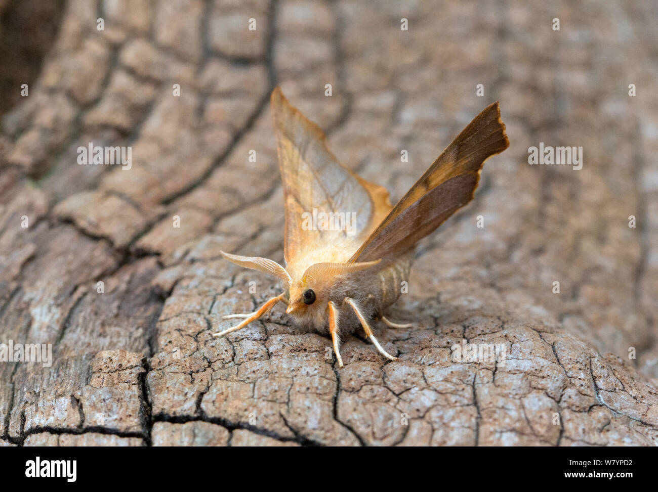 Dusky thorn moth (Ennomos fuscantaria) on bark, Wiltshire, UK, September. Stock Photo