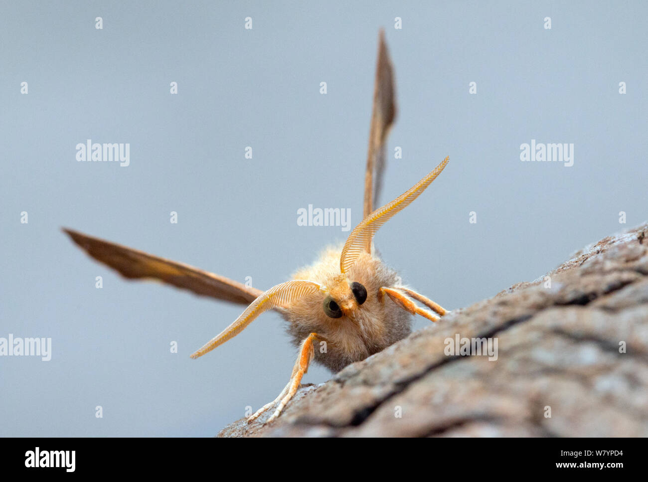 Dusky thorn moth (Ennomos fuscantaria) on bark, Wiltshire, UK, September. Stock Photo