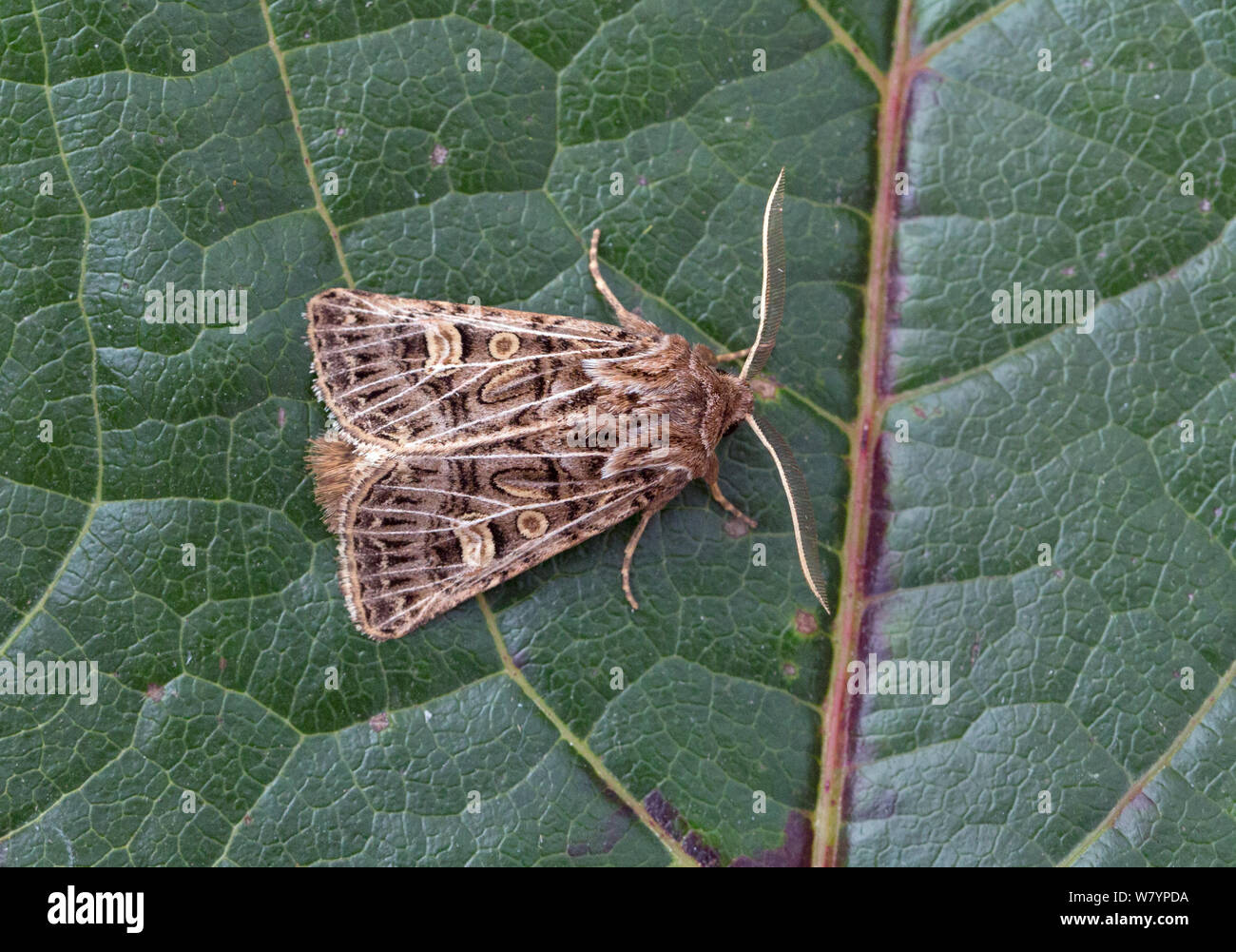 Feathered gothic moth (Tholera decimalis), Wiltshire, UK, September. Stock Photo