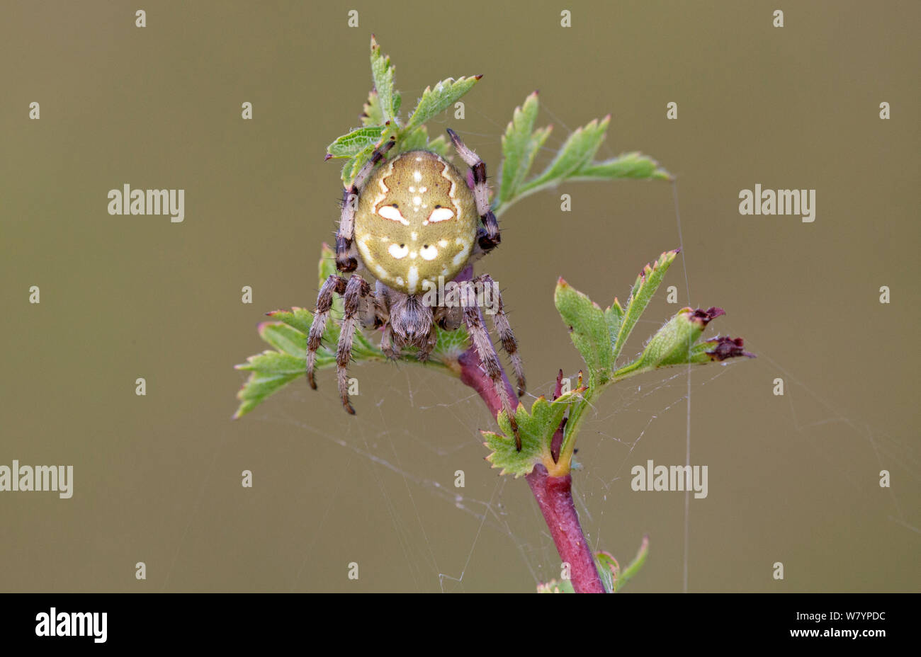 Four-spot orb-weaver (Araneus quadratus), Wiltshire, UK, August. Stock Photo