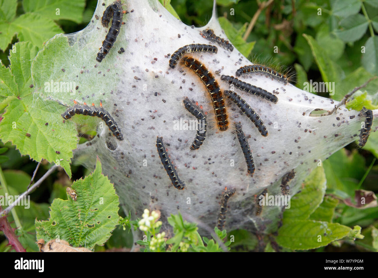 Small eggar (Eriogaster lanestris) communal web of caterpillars, Dorset, UK, June. Stock Photo