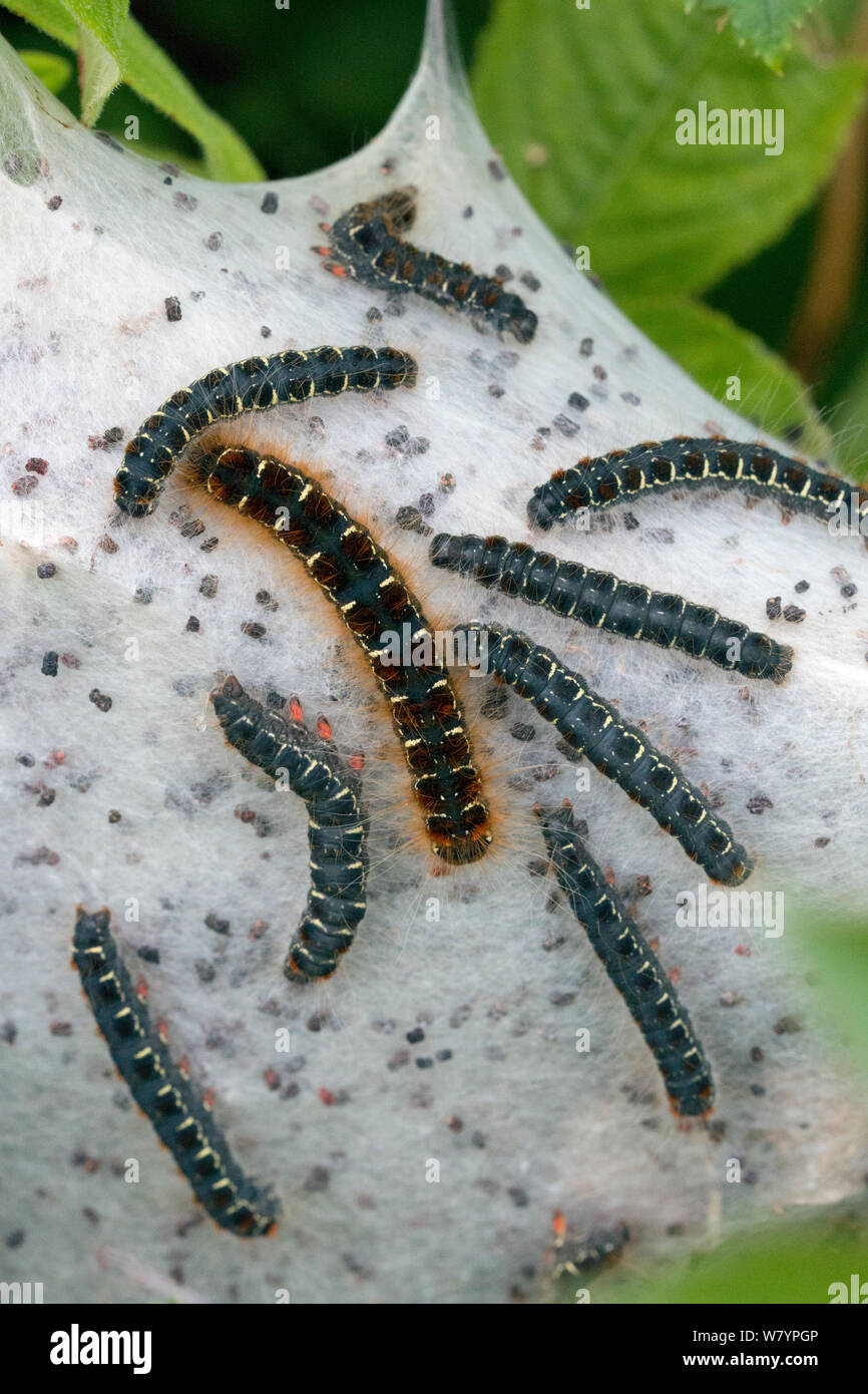 Small eggar moth (Eriogaster lanestris) communal web of caterpillars, Dorset, UK, June. Stock Photo