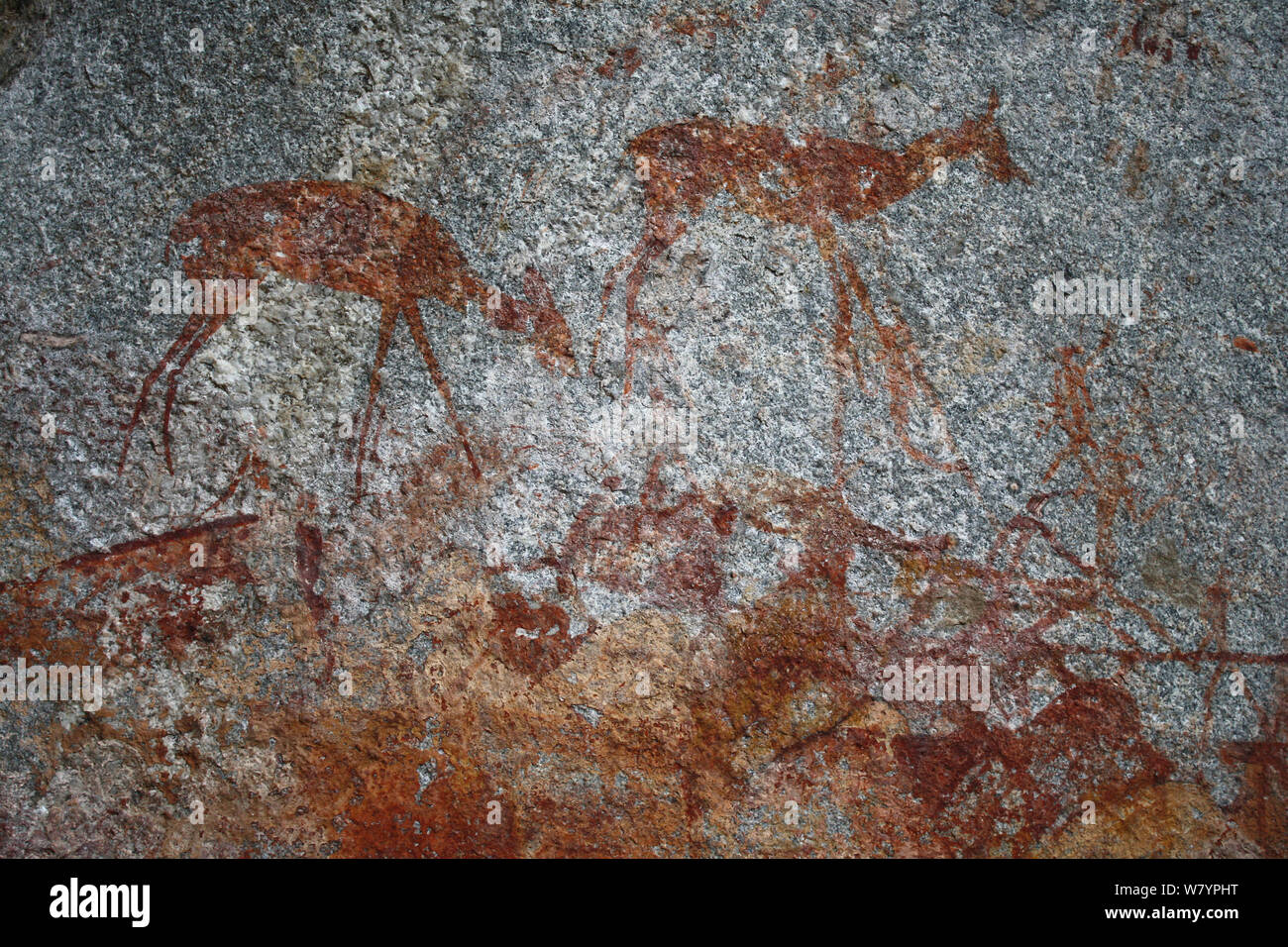 San rock paintings of Antelopes, Matobo Hills, Zimbabwe. January 2011. Stock Photo