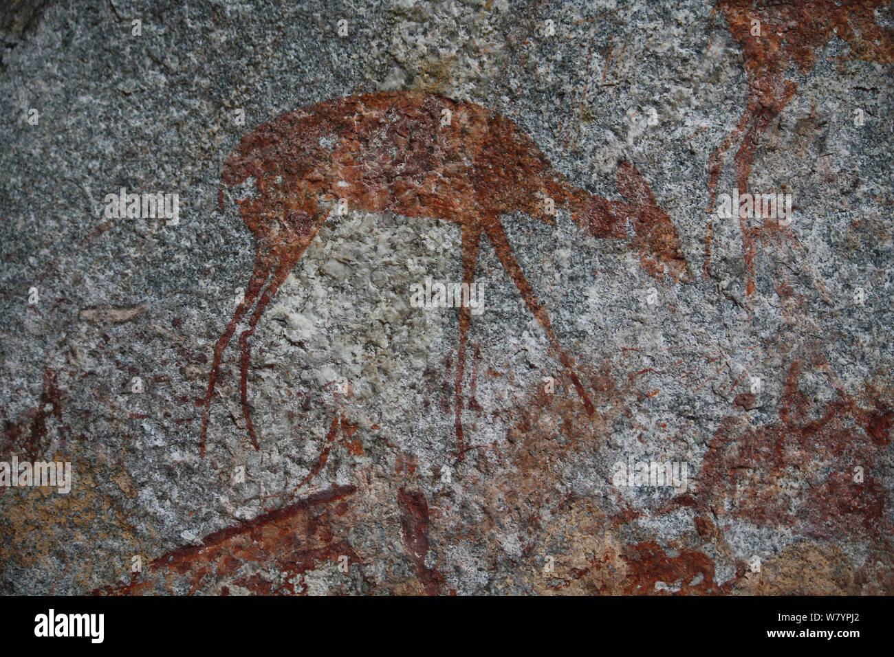 San rock painting of antelope, Matobo Hills, Zimbabwe. January 2011. Stock Photo