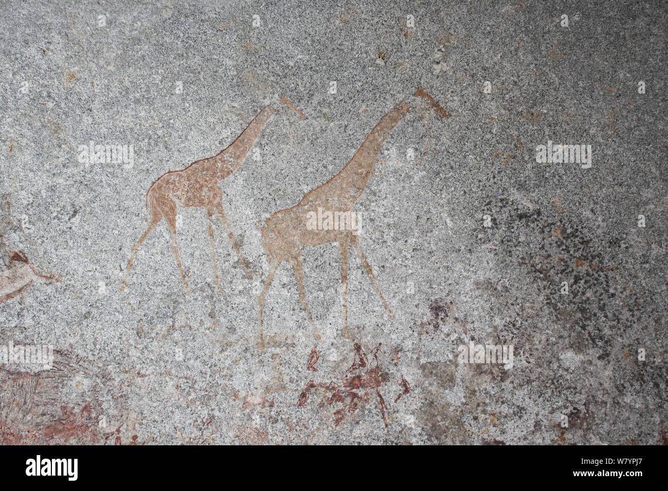 San rock paintings of giraffes, Matobo Hills, Zimbabwe. January 2011. Stock Photo
