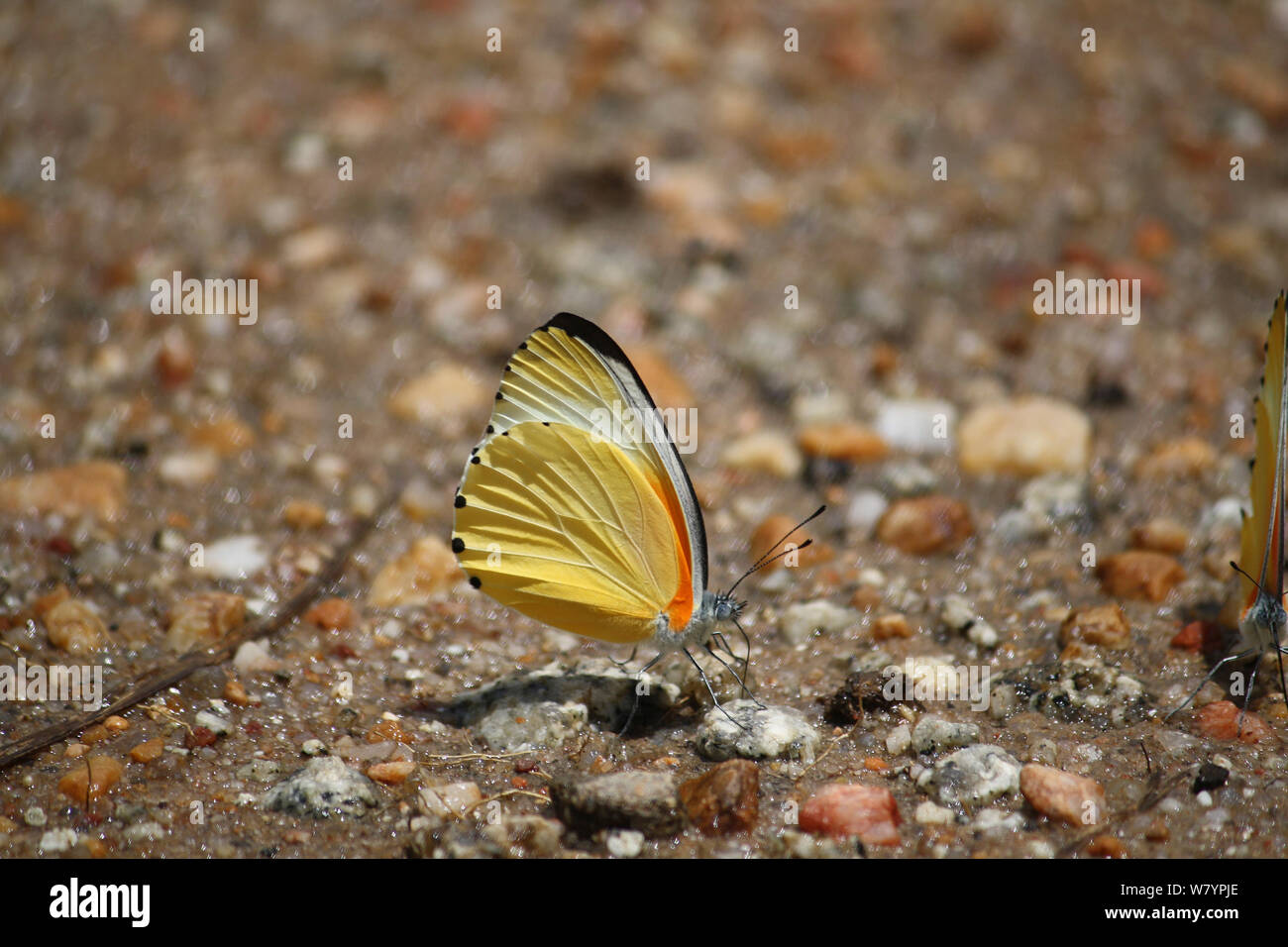Dotted border (Mylothris) butterfly puddling, Central Zimbabwe January 2011. Stock Photo