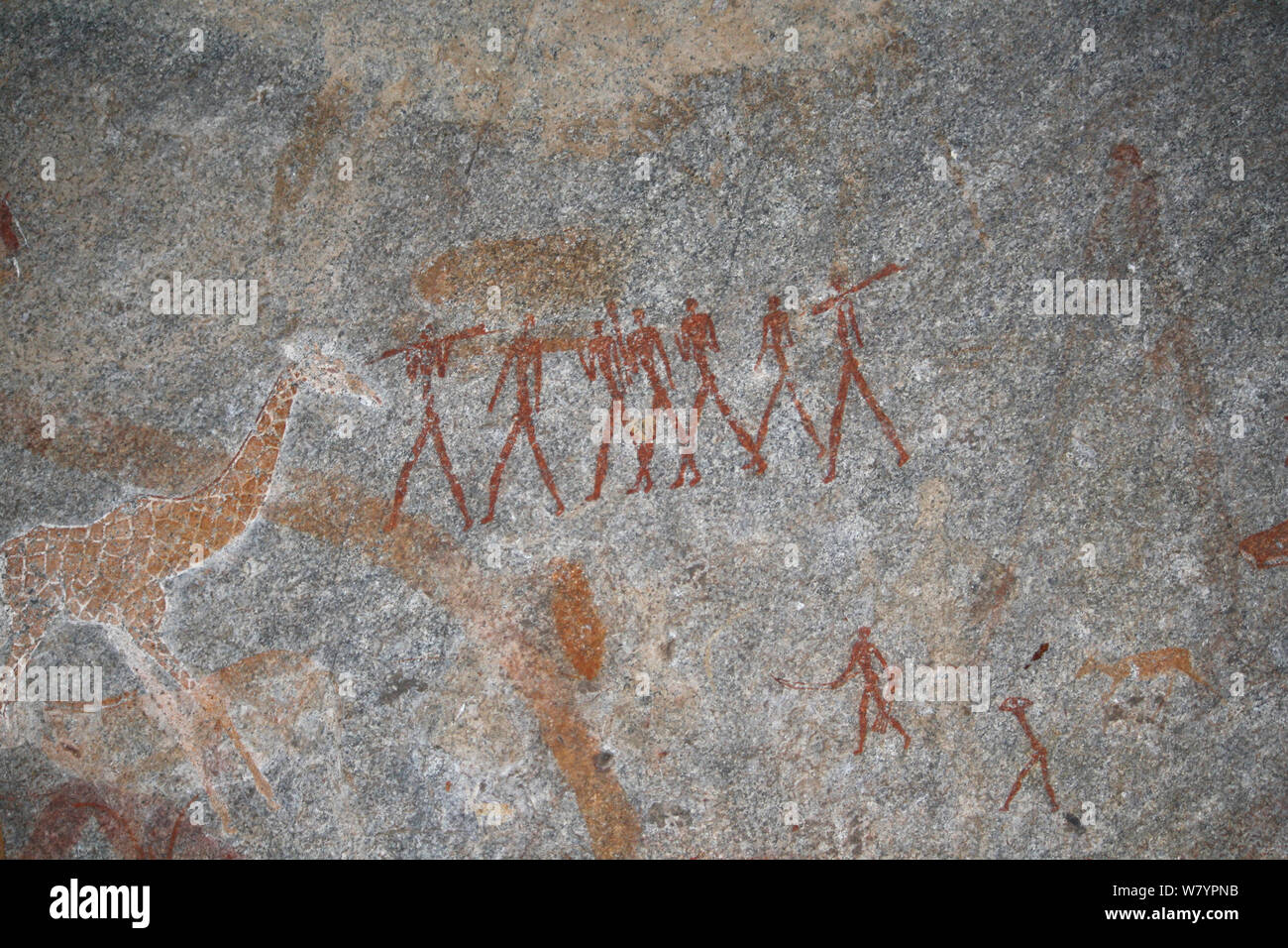 San rock paintings of human figures and Giraffes, Matobo Hills, Zimbabwe. January 2011. Stock Photo