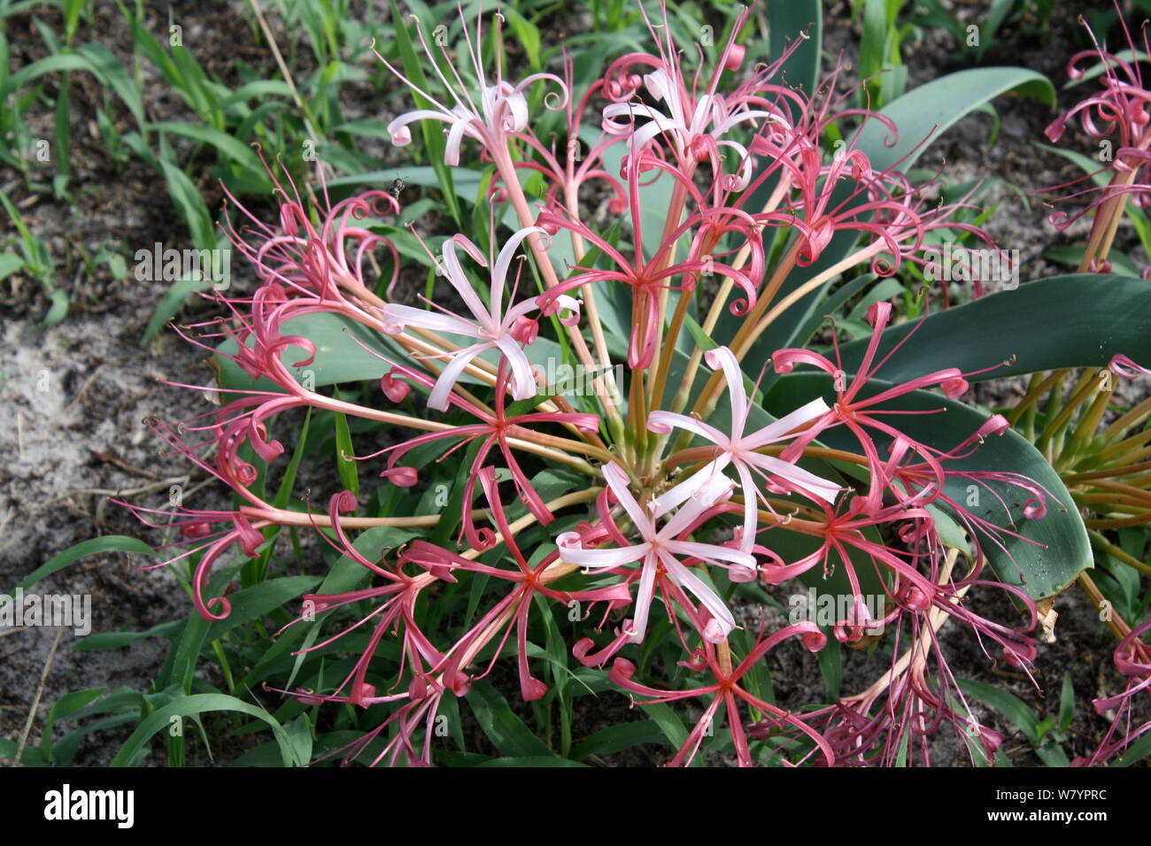 Zambia africa flowers hires stock photography and images Alamy