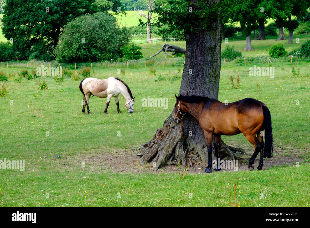 Two horses graze in grassy fields under trees at Bury Farm, Edgwarebury Lane, Edgware, Greater London, UK. Stock Photo