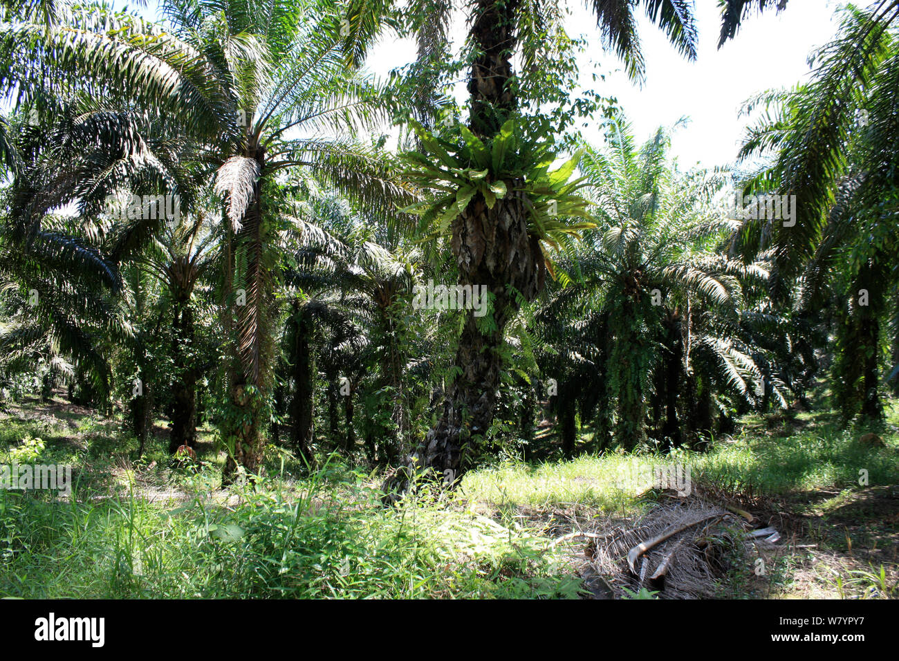 Palm oil (Elaeis guineensis) plantation, central Kalimantan, Indonesian Borneo. June 2010. Stock Photo