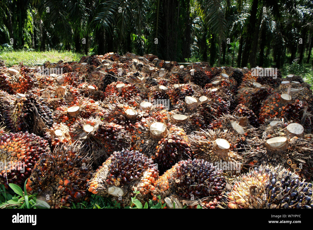 Palm oil kernels (Elaeis guineensis) at plantation, central Kalimantan, Indonesian Borneo. June 2010. Stock Photo