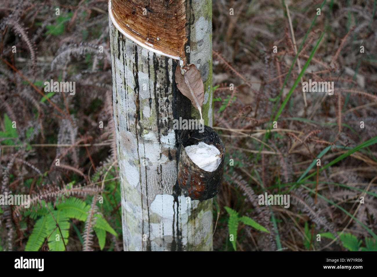 Rubber tapping on Rubber tree (Hevea brasiliensis)  Central Kalimantan, Indonesia Borneo. June 2010. Stock Photo