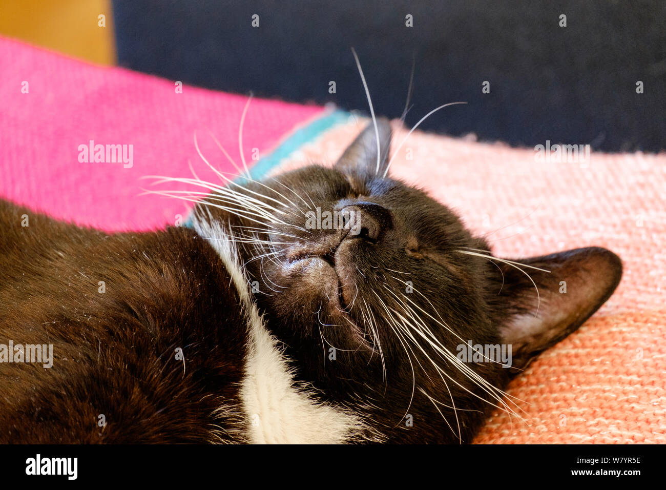 Close up of tuxedo cat, bicolour domestic cat with a white and black