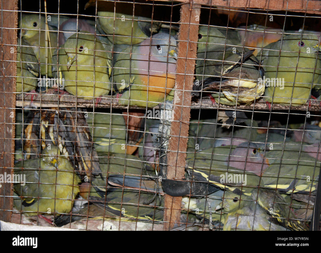 Pink necked green pigeon (Treron vernans) for sale in cages, Singkawang, West Kalimantan, Indonesian Borneo. July 2010. Stock Photo