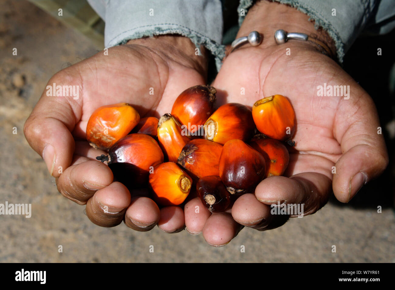 Palm oil kernel in hands, West Kalimantan, Indonesian Borneo. August 2010. Stock Photo